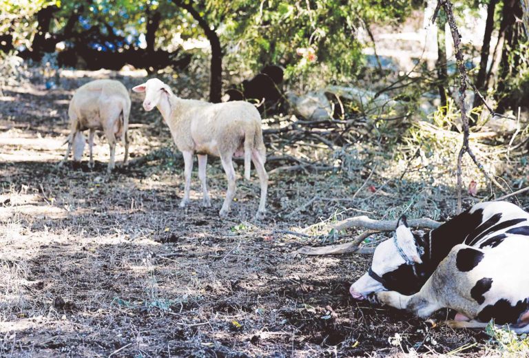 Η Νικολέτα Τζιωρτζιώτη, μιλά στον «Ε.Α.»: «Χρειάζεται νέος τρόπος σκέψης για να λυθούν τα προβλήματα»