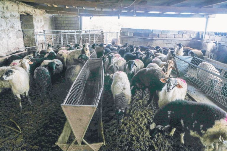 Αγωνία, έλεγχοι και... ανακρίσεις για την πανώλη