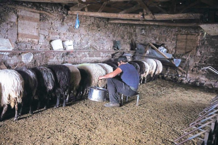«Απόβαση» ΥΠΑΑΤ σε εκτροφή στην Καρδίτσα - Ψάχνουν για παράνομους εμβολιασμούς αιγοπροβάτων