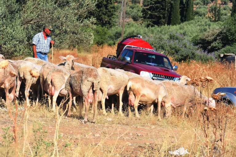 Βασίλης Έξαρχος: Η κτηνοτροφία σε κατάσταση εκτάκτου ανάγκης - Αναγκαία άμεσα μέτρα στήριξής της