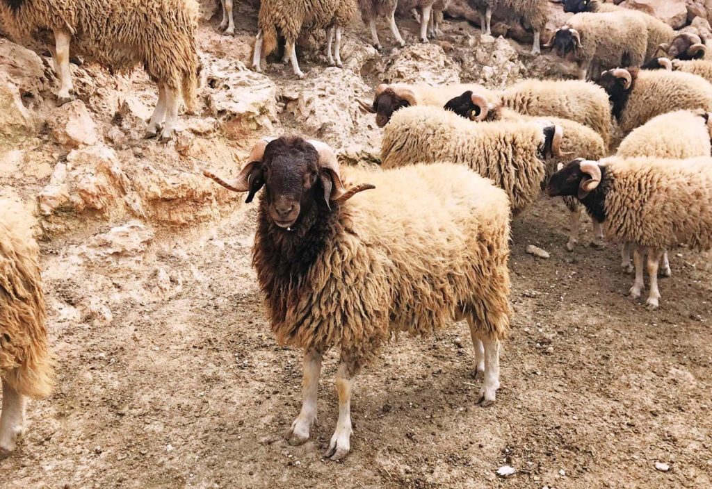 Νέα κρούσματα ευλογιάς των αιγοπροβάτων στην Π.Ε. Καβάλας