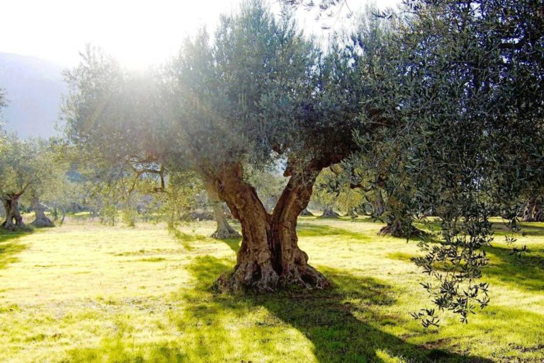 Πόσο νερό πραγματικά χρειάζεται η καλλιέργεια; Όχι όσο νομίζουμε