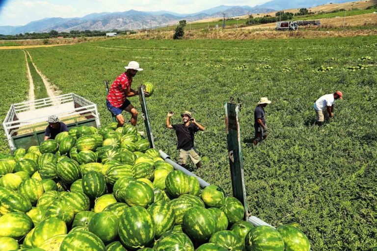 Νομοθετική ρύθμιση για μετανάστες εργάτες γης: Παράταση υφιστάμενων αδειών και διευκόλυνση για έκδοση νέων