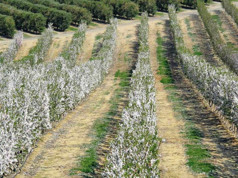Έκτακτη σύσκεψη των Αμυγδαλοπαραγωγών Λάρισας την Παρασκευή 21 Μαρτίου