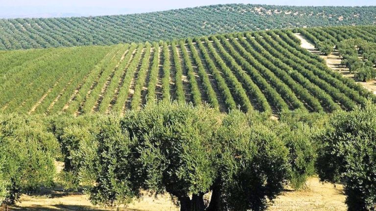 Βαμβακάδα της ελιάς: Πώς να προστατεύσετε τον ελαιώνα σας