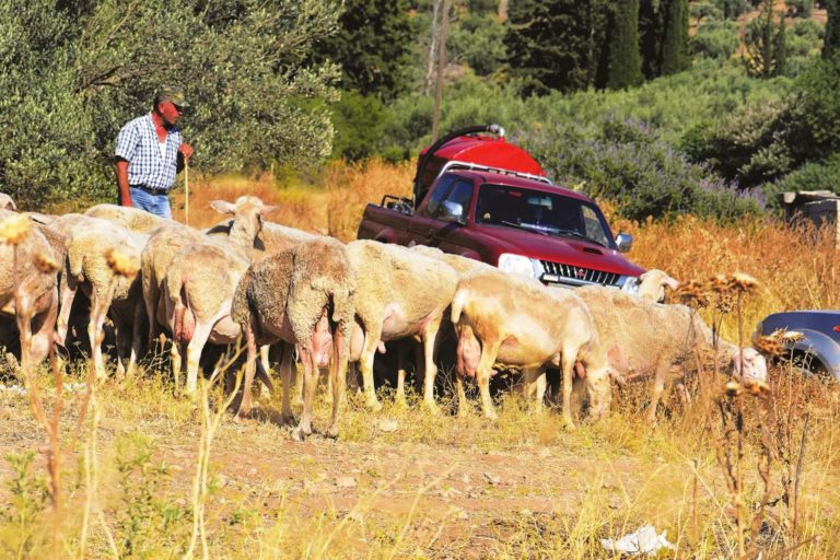 Περίπου 18 εκατομμύρια ευρώ αναμένεται να λάβουν από Μάρτιο οι κτηνοτρόφοι