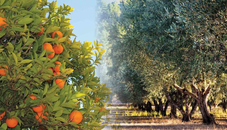 Αγωγή κατά ΕΛΓΑ για τα πορτοκάλια και παρεμβάσεις για το λάδι