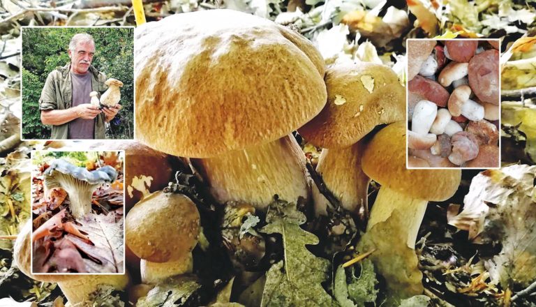 «Φτωχή» χρονιά για τα άγρια μανιτάρια της Θεσσαλίας