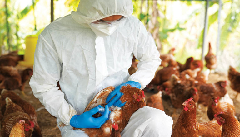 Επεκτάθηκε η κατάσταση έκτακτης ανάγκης λόγω γρίπης των πτηνών