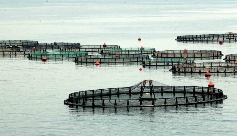 Ιταλία: Η EPPO κατηγορεί εννέα πρόσωπα και πέντε εταιρείες για απάτη 4 εκατ. ευρώ στην υδατοκαλλιέργεια
