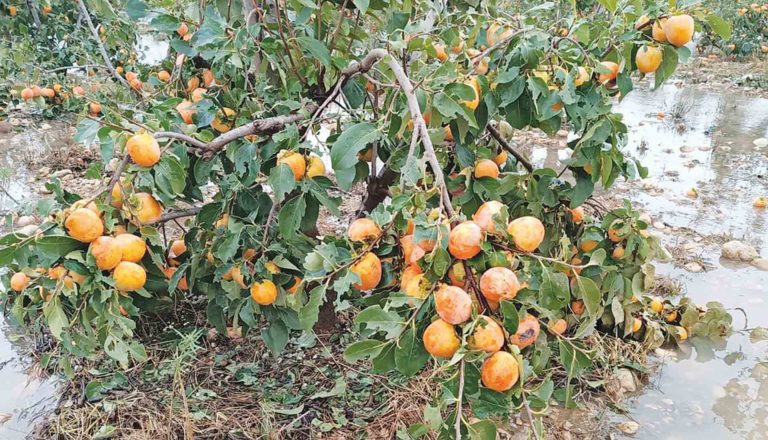 Οι παραγωγοί της Βαλένθιας μετρούν τις πληγές τους