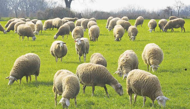 Σε επιφυλακή η Θράκη για τον αφθώδη πυρετό