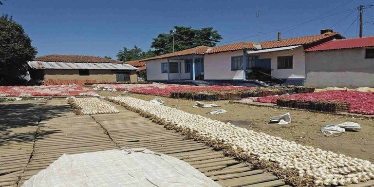 Τα σκόρδα από την αρχαιότητα στη Βύσσα