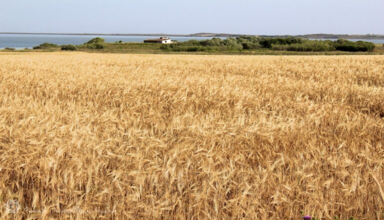 Το χρηματιστήριο τιμών των αγροτικών προϊόντων