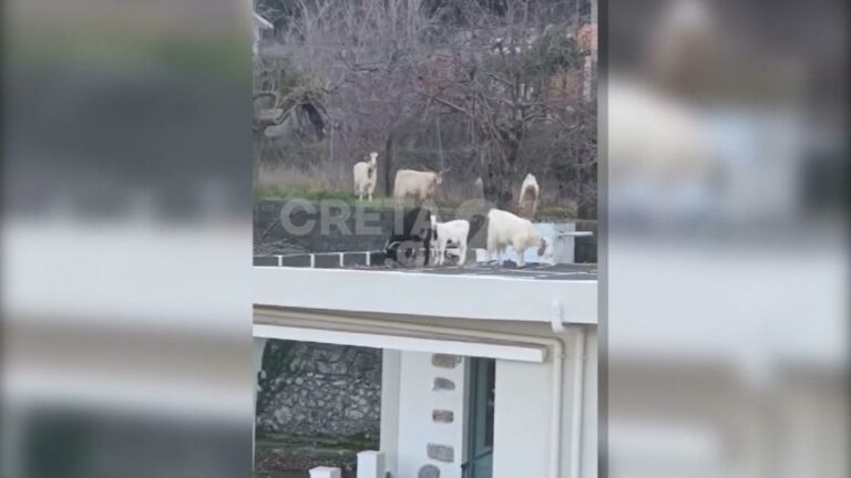 «Κατάληψη» σε σπίτια από αιγοπρόβατα στο Ψυχρό Λασιθίου - «Όμηροι» οι κάτοικοι (video)