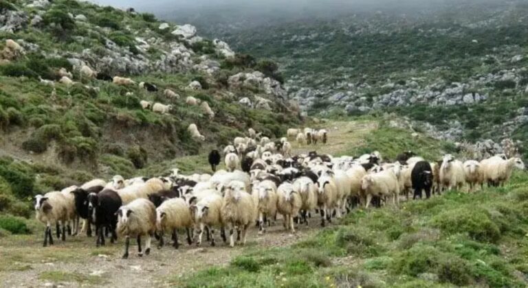 Κρήτη: Στους δρόμους κατεβαίνουν οι κτηνοτρόφοι
