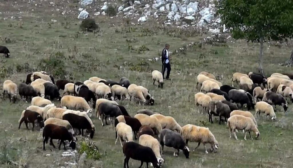 Σε φθίνουσα πορεία η κτηνοτροφία στον Νομό Λασιθίου