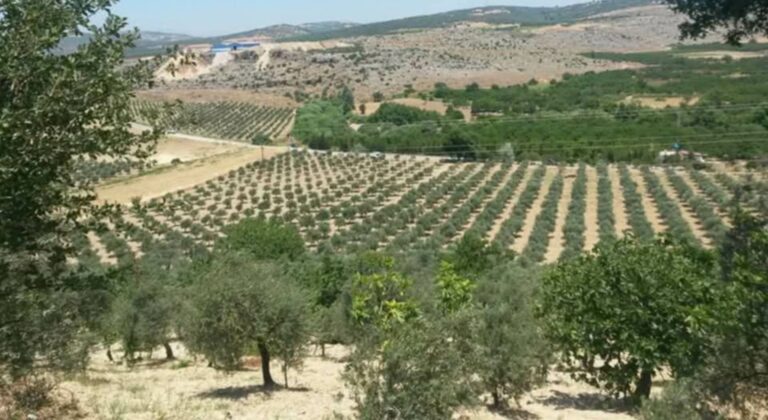 Καλλιεργώντας με τους Ρωμιούς της Αντιόχειας
