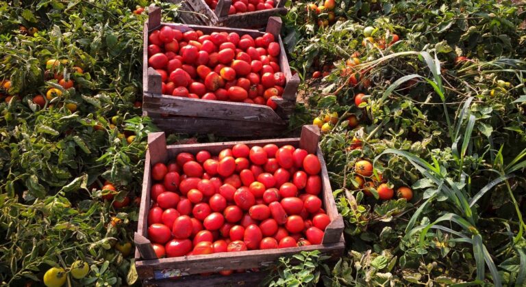 Η απόσυρση παραγωγών από τα Βιολογικά οδήγησε σε αυτηροποίηση προς φορείς από ΕΛΓΟ - Αίνιγμα οι πληρωμές