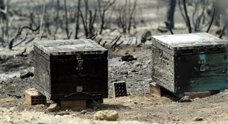 Οι πυρόπληκτοι μελισσοκόμοι της Ροδόπης ζητούν μέτρα στήριξης από το ΥΠΑΑΤ