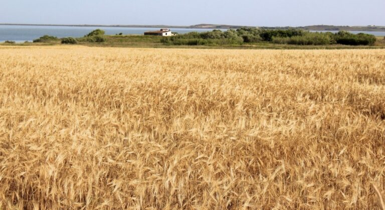 Οι αξιολογήσεις της κατάστασης των καλλιεργειών χειμερινού σιταριού επιδεινώθηκαν στις ΗΠΑ