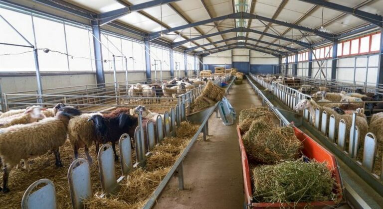 Στο ΦΕΚ η Δράση 7 για eco-schemes κτηνοτροφίας - Από 3€ έως και 6.5€ η ενίσχυση (Έγγραφο)