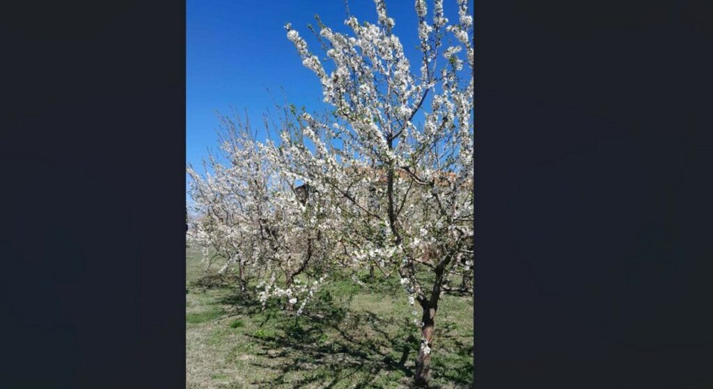 Γρεβενά: Ολική καταστροφή σε καλλιέργειες αμύγδαλου - Τουλάχιστον 40% η απώλεια στις κερασιές (pic)