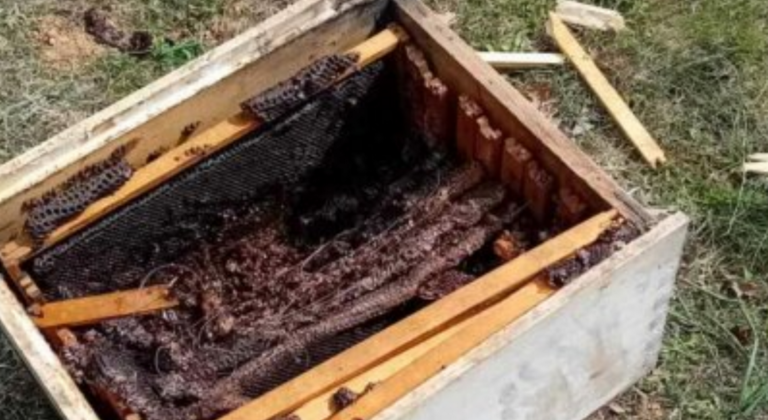 Μάχη επιβίωσης δίνουν μελισσοκόμοι των Αγράφων - Αρκούδα «τσάκισε» τα μελίσσια τους