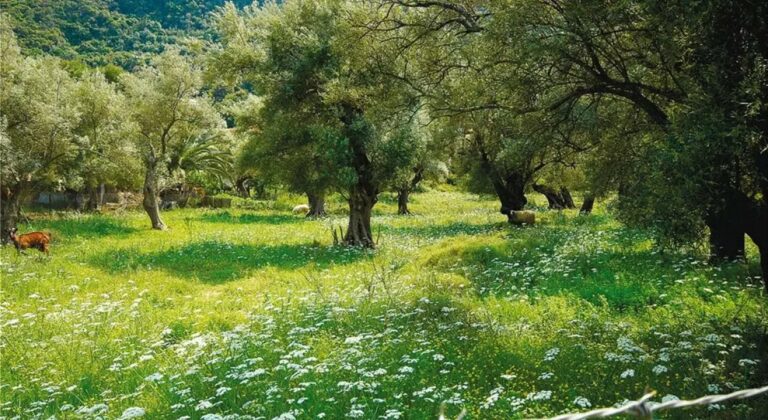 Η διαφυλλική λίπανση των ελαιώνων μειώνει το κόστος και ανεβάζει την απόδοση