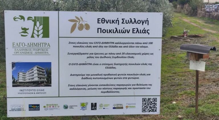 Ένας θησαυρός βιοποικιλότητας με βάση την ελιά βρίσκεται στα Χανιά