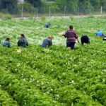 Εξετάζεται καθολική εφαρμογή εργόσημου στον πρωτογενή τομέα