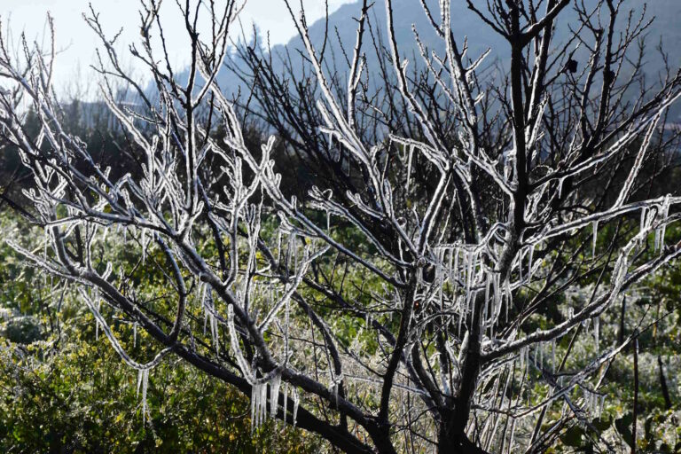 Στις 17/12 προκαταβολές για παγετό - Άγνωστο ποιες καλλιέργειες χρηματοδοτούνται