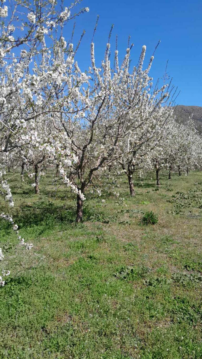 Ο Κέλλας δεν απέκλεισε την προκαταβολή στους παγετόπληκτους καλλιεργητές