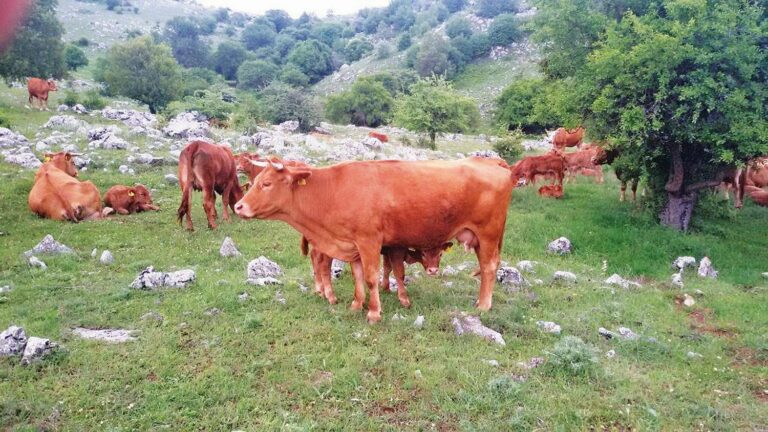 Μέσω του προγράμματος «Γενετικοί Πόροι» αναπτύσσεται η «κόκκινη φυλή» στην Καστοριά