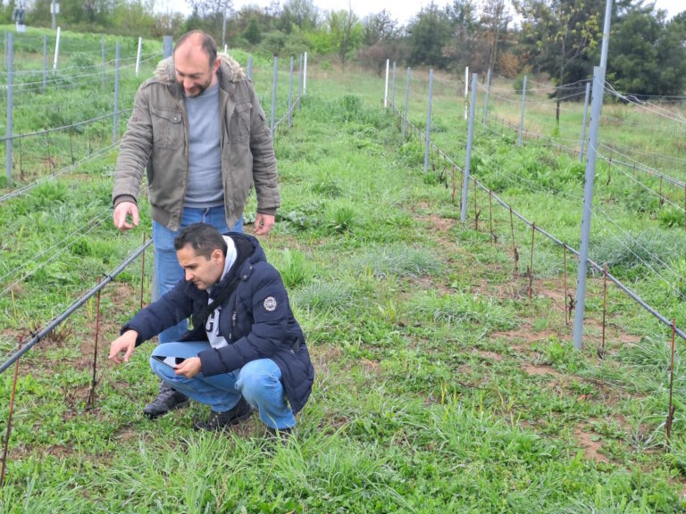 Δράμα: Μια startup φέρνει την ελληνική οινοποιία στην εποχή της τεχνίτης νοημοσύνης