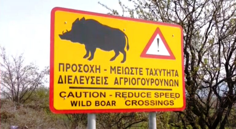 Πάνω από 300 άγρια ζώα έπεσαν θύματα οδηγών στον άξονα Κοζάνης - Πτολεμαΐδας