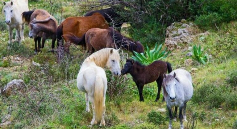 Εξώδικο αγροτών στον Δήμο Ελασσόνας για καταστροφές που προκαλούν τα άλογα