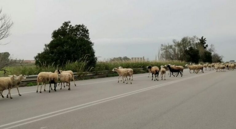 Πρόστιμα έως 12.000 ευρώ για ζημιές για ανεπιτήρητα ζώα