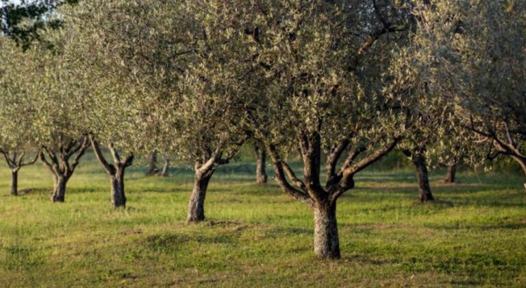 Τι είναι η ανθρακοδεσμευτική γεωργία και πώς σχετίζεται με την ελαιοκομία