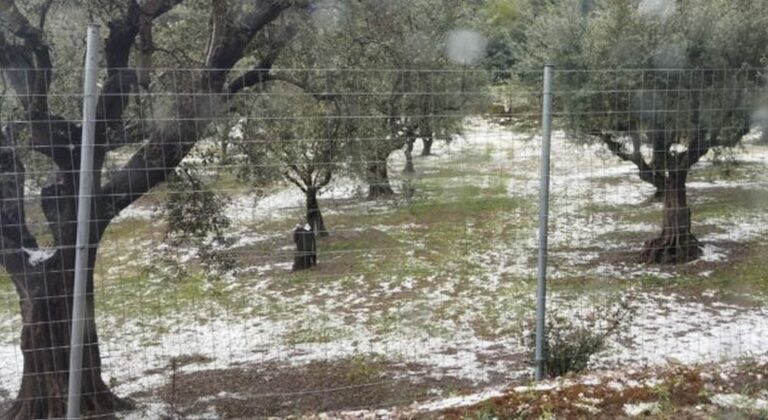 Ηράκλειο: Σημαντικές ζημιές σε αμπέλια, δενδρώδεις καλλιέργειες και ελιές, από την χαλαζόπτωση – Αυτοψία στις πληγείσες περιοχές