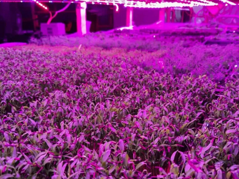 Microgreens: Από ένα υπόγειο στον Βύρωνα στα κορυφαία εστιατόρια - Τα φυτά αναπτύσσονται με ειδικό φωτισμό και ελεγχόμενες συνθήκες