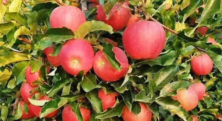 Δενδροκαλλιεργητές και τριφυλλοκαλλιεργητές Ελασσόνας προς ολοκληρωτική καταστροφή - Νέα σύσκεψη και κινητοποιήσεις