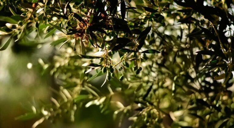 Ασβέστιο: Κλειδί για υψηλότερη παραγωγή και καλύτερη ποιότητα του ελαιόλαδου