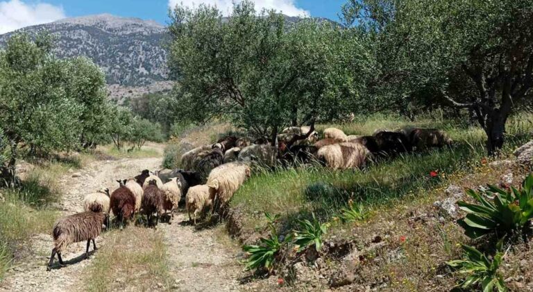 «Μπάζωμα αλά Τέμπη» καταγγέλλει κτηνοτρόφος για το θανατωμένο κοπάδι του (Βίντεο)
