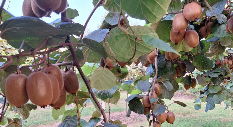 Άνοιγμα νέας αγοράς στο Βιετνάμ για το ελληνικό ακτινίδιο