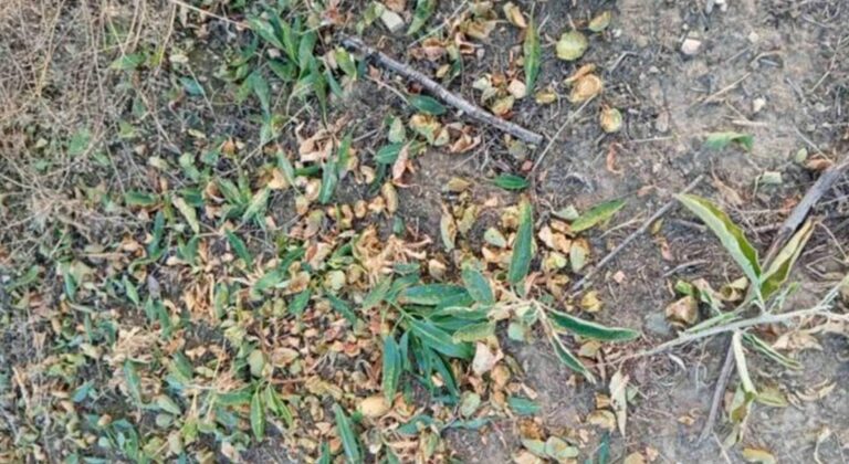 Τα αγριογούρουνα κατέστρεψαν αμυγδαλεώνες στη Ροδιά Τυρνάβου - Όλοι δηλώνουν... αναρμόδιοι για το θέμα