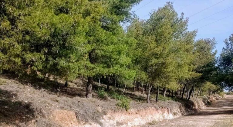 Αγνοείται η επανέναρξη πληρωμών για τις δασώσεις