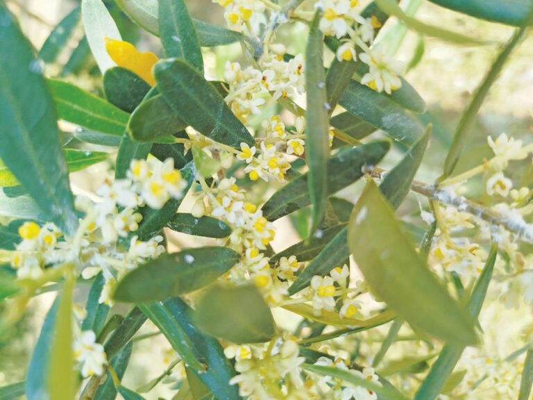 Τι είναι η σχινοκαρπία στην ελιά και πώς να την αποφύγετε