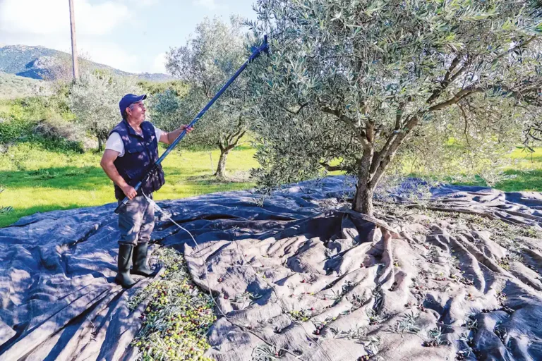 Γραφειοκρατικός «γολγοθάς» για τους ελαιοπαραγωγούς