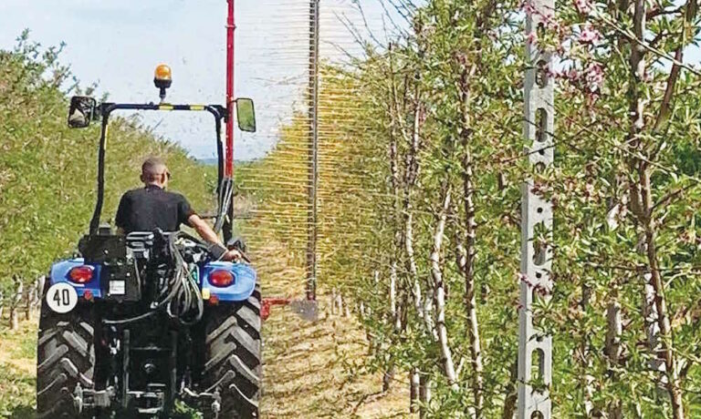 Peachwalls και Plumwalls: Τα «τείχη» που μπορούν να σώσουν τα πυρηνόκαρπα